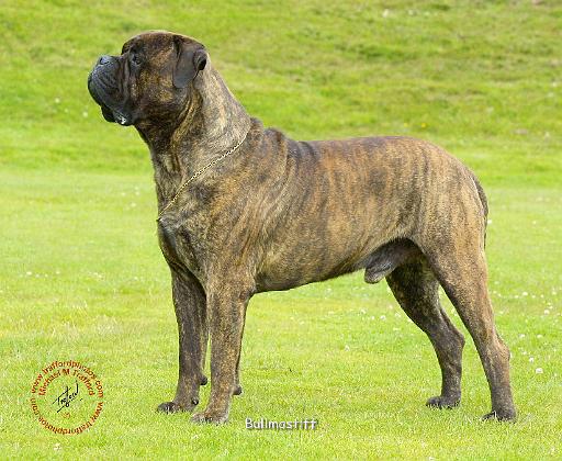 Bullmastif 9R071D-077.JPG